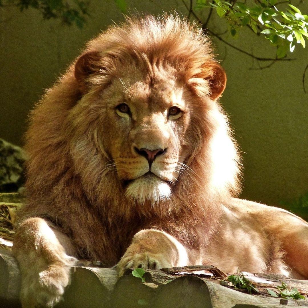 Lion  Safari